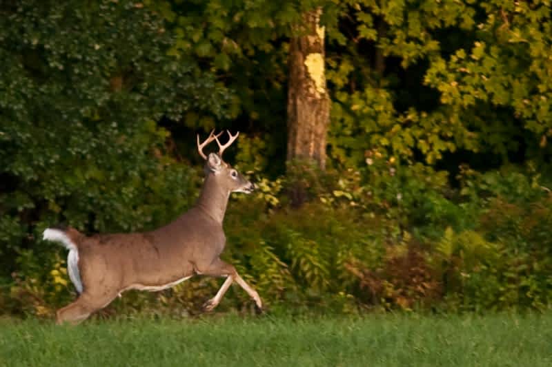 Vermont Offers Several Deer Hunting Opportunities