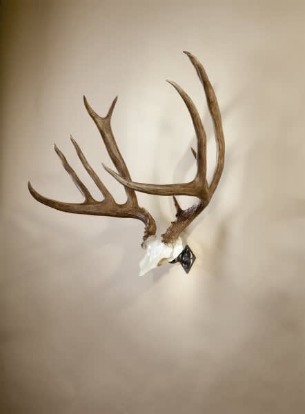 The Simple Yet Stylish Mounting Solution for Displaying Trophy Antlers