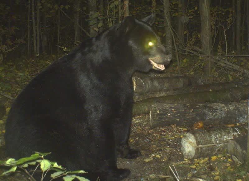 Why Maine’s Anti-Bear Hunting Referendum is Important to You
