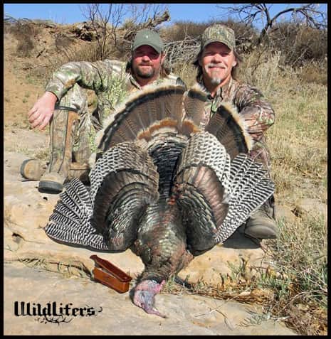 This Week on WildLifers – Danger on a Turkey Hunt