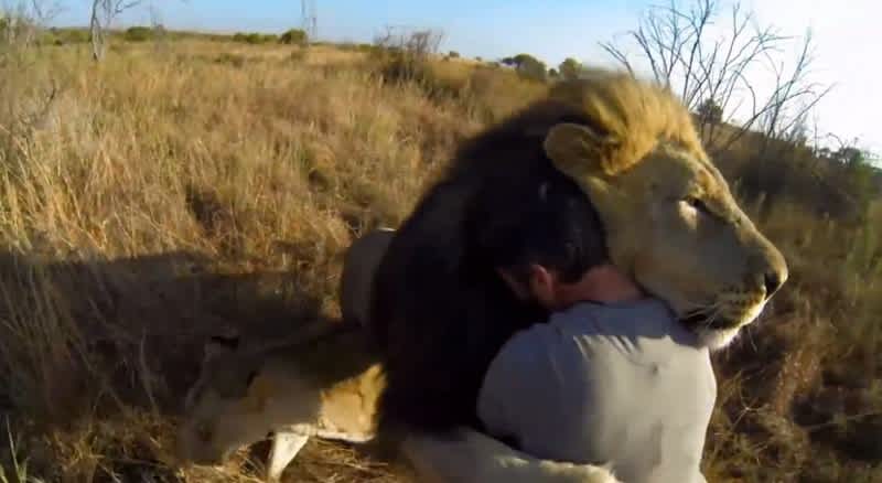 Video: GoPro Records Lions Approaching Man for Hugs