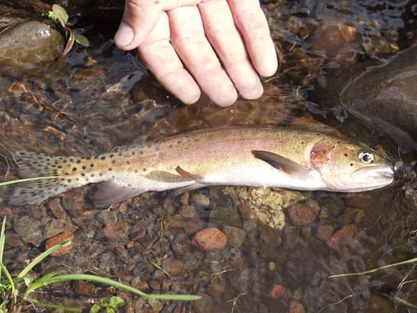 Oregon Biologists Revisit McDermitt Creek to Remove Non-native Trout