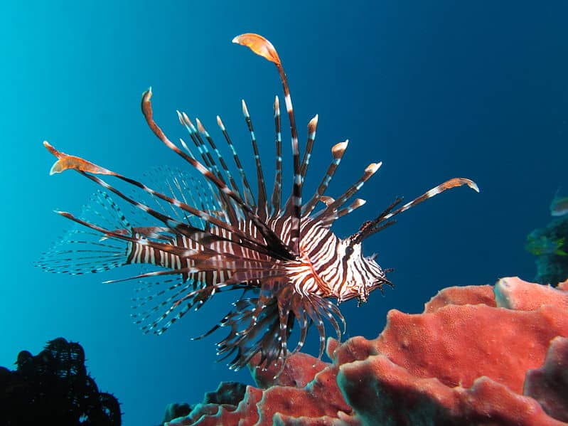Study Says Invasive Red Lionfish Owe Success to “Invisibility”