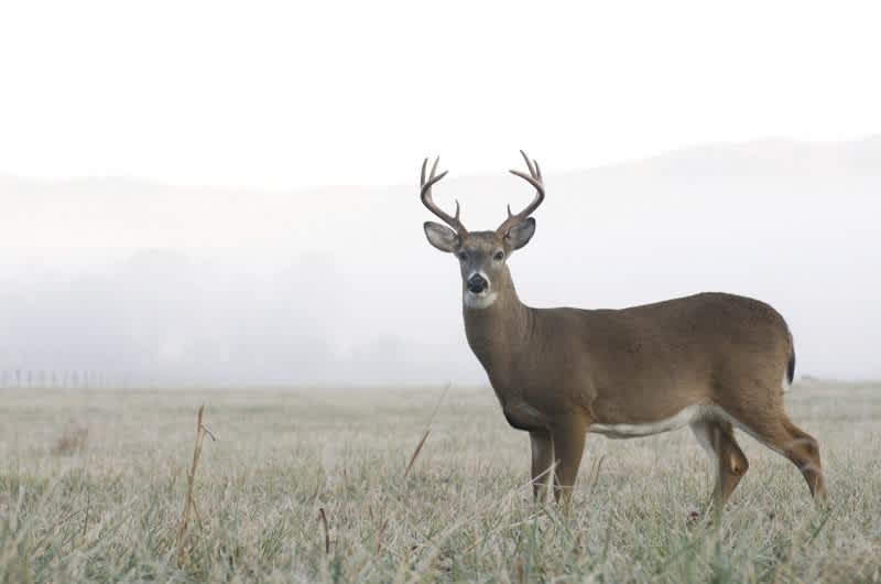 Deer Hunting: Morning or Evening?