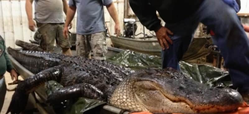 Arkansas Man Harvests Record Alligator Nearly 14 Feet Long