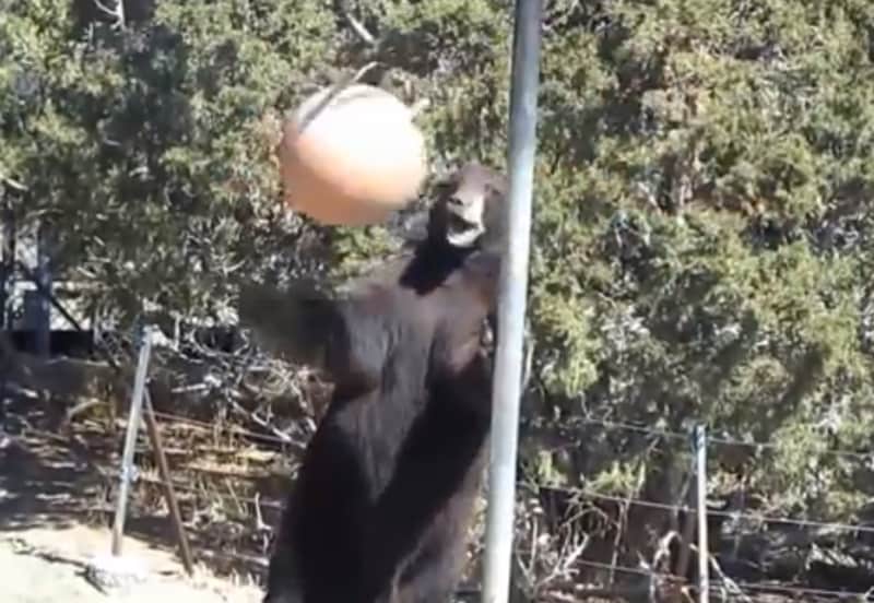 Video: Black Bear Plays Tetherball