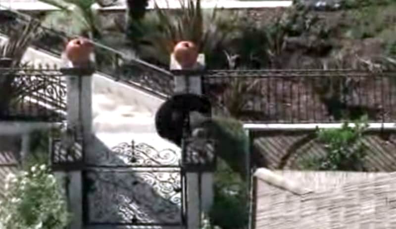 Black Bear Leads Authorities on 11-hour Chase Through Los Angeles Neighborhood