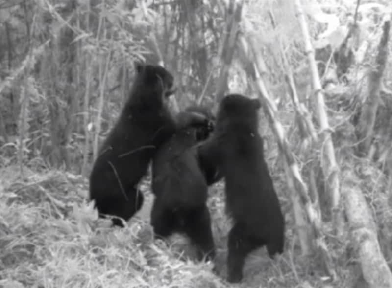 Video: Andean Bears Show No Mercy to Camera Traps