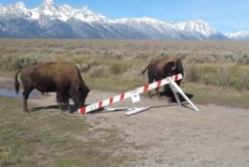 Video: Bison Break Down Barricades at Grand Teton National Park