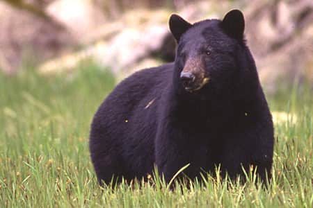Hunter Charges Bear, Walks Away Safely