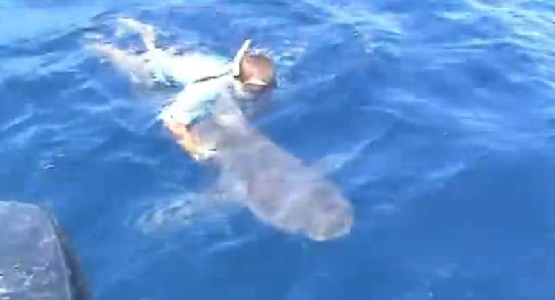 Video: Angler Dives Overboard to Save Bull Shark
