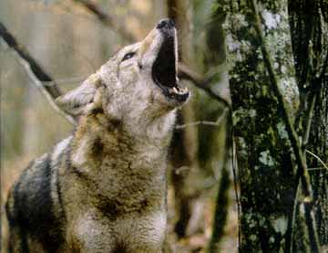 Kentucky DFWR Issues Regulations for Nighttime Coyote Hunt