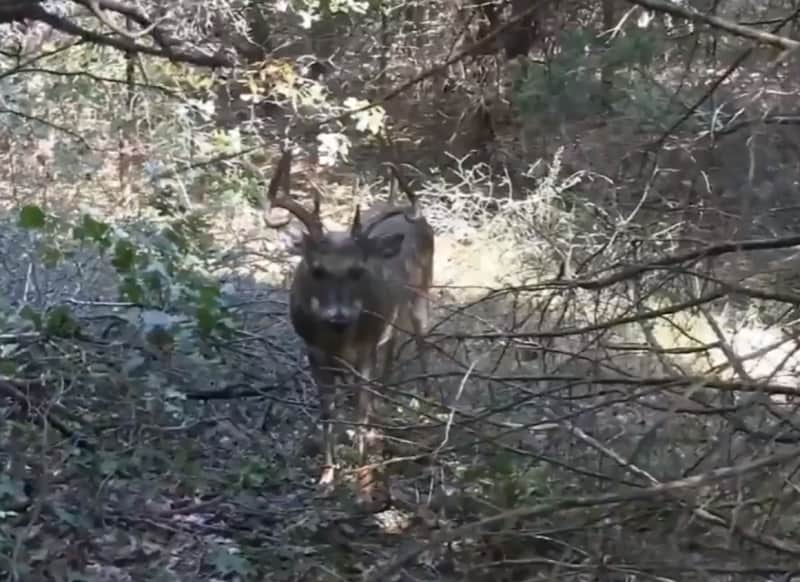 Video: Hunter Almost Impaled by a Raging Buck