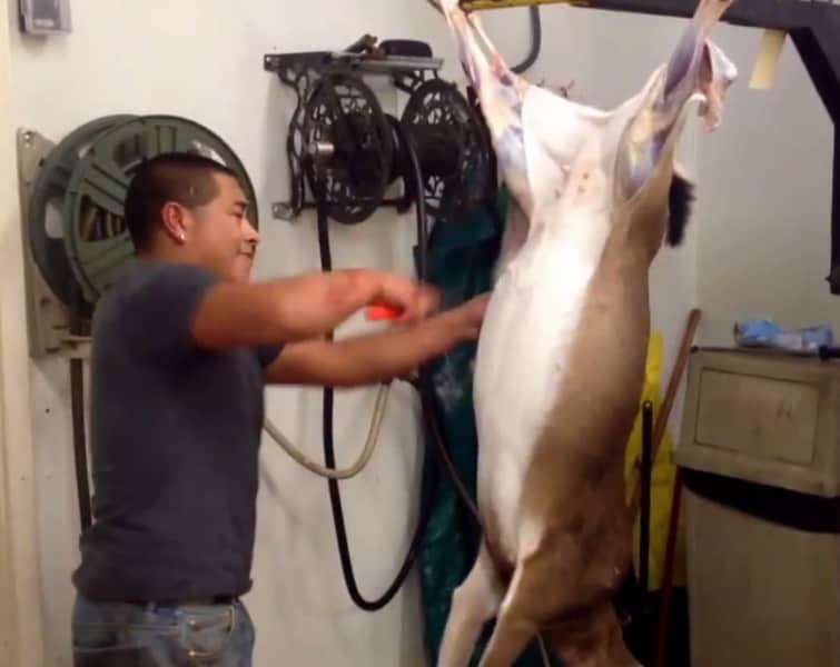 Video: Man with Quick Hands Skins and Guts a Deer in Two Minutes