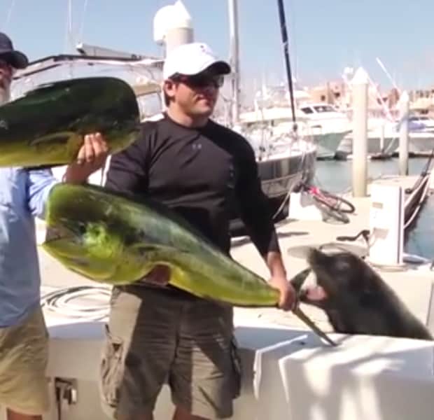 Video: Sea Lion Swipes Angler’s Dorado