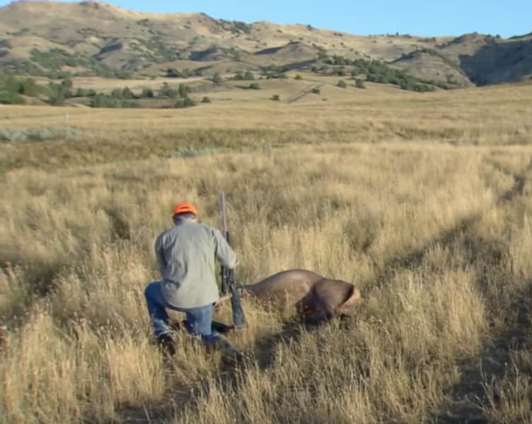 Video: How to Collect a Brucellosis Blood Sample from an Elk