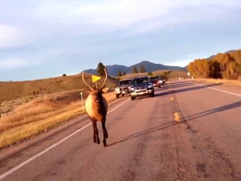 Video: Bull Elk Chases Montana Motorcyclists