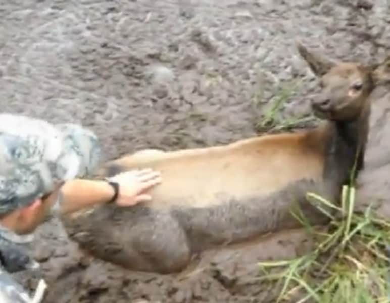 Idaho Bowhunters Save Elk Calf from Mud Pit