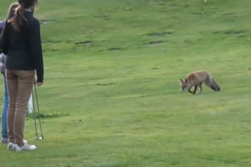 Mischievous Fox Plays Golf Caddy, Steals Players’ Balls