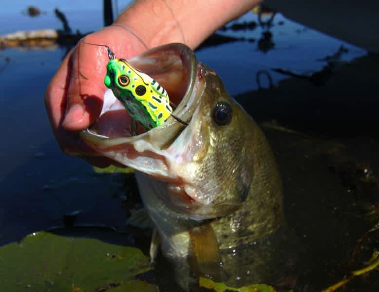 Watertight Frog Tactics for Epic Fall Bass