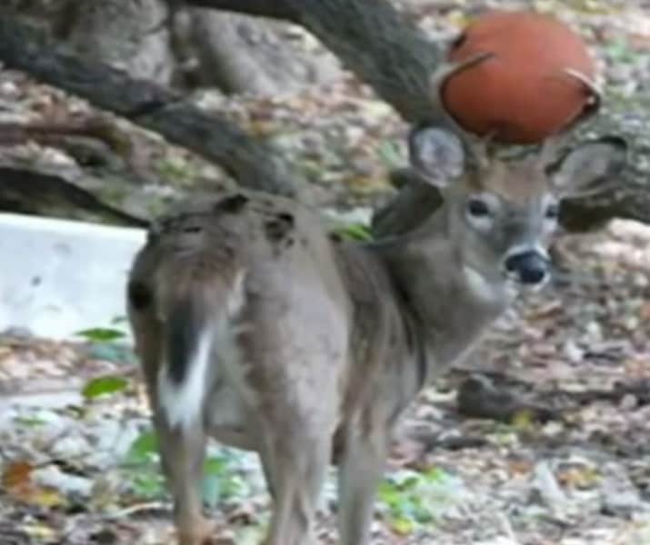 Video: Deer Spotted with Antler-mounted Basketball