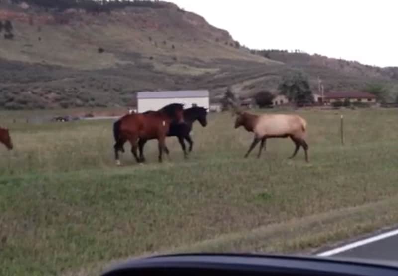 Video: Bull Elk Confronts Horses
