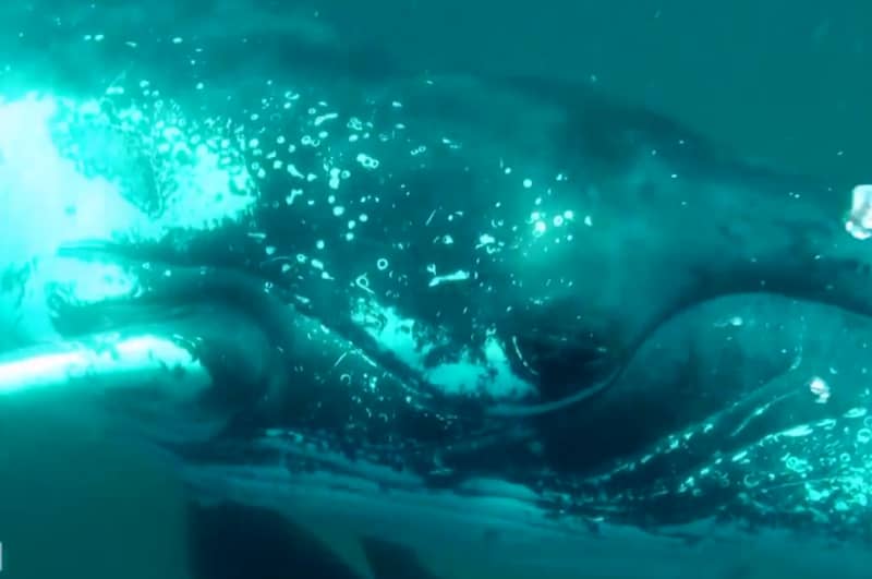 Video: Humpback Whale “Slaps” Diver