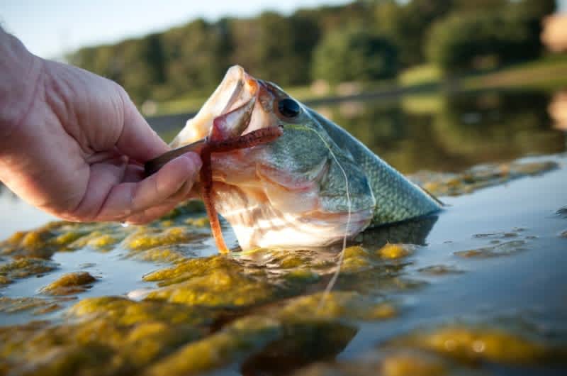 Smarter Than a Sixth-grader: Seeking Fishing-regulation Simplicity