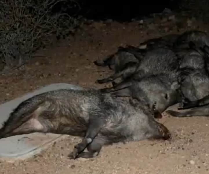 Arizona Officials Find Javelina Herd Killed, Possibly by Car