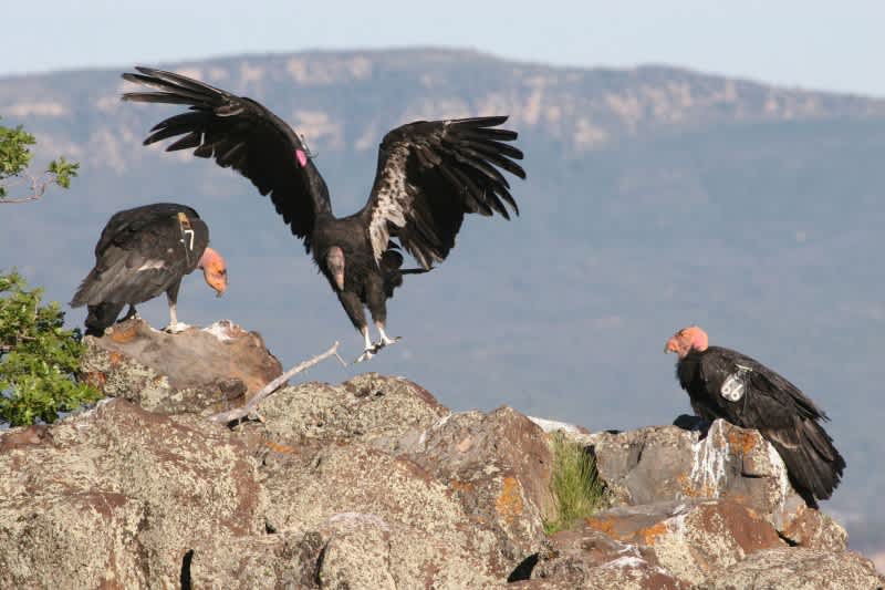 California Condors Get Help from Utah Hunters