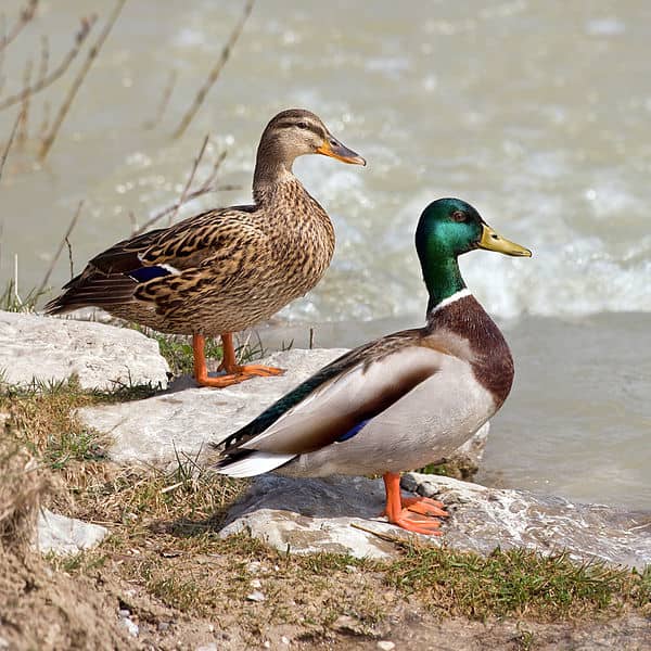 Botulism Outbreak in Idaho Puts Ducks at Risk