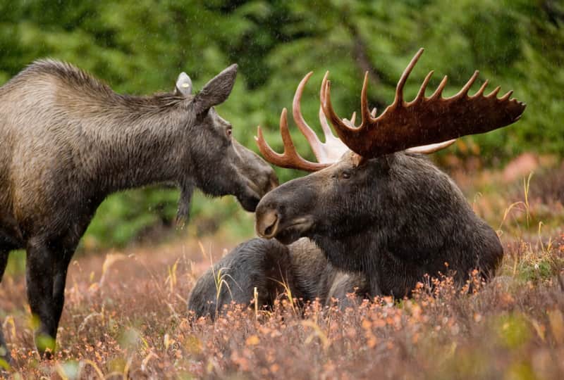 Minnesota Moose Study Reveals Some Causes of Population Drop: Wolves and Abandonment