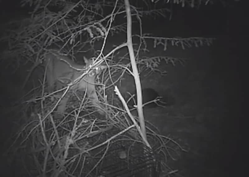 Video: Wild Mountain Lion Plays with Captured Sibling