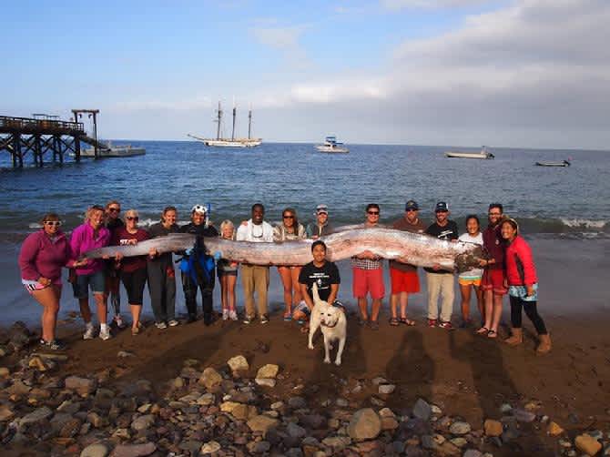 Sea Monsters: Eighteen-foot Oarfish Body Discovered off California