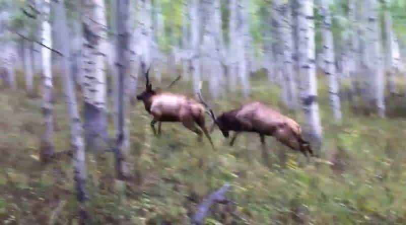 Video: When Filming a Bull Elk Battle Goes Wrong