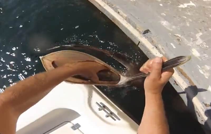 Video: How to Retrieve Fish from Hungry Pelicans