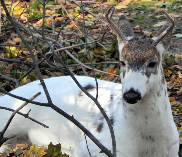 Rare Piebald Deer Group Spotted in New Jersey