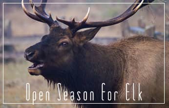 This Week on The Revolution – Open Season for Elk