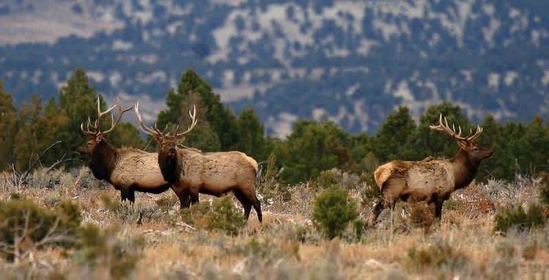 Utah Soon Accepting Applications for Most Prized Big Game 2014 Permits