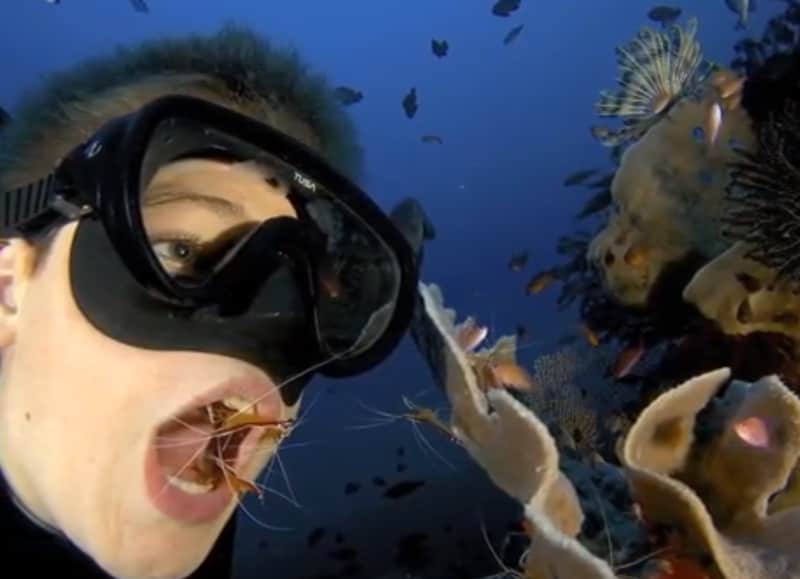 Teenager Apes Fish Behavior to Take Advantage of “Cleaner” Shrimp