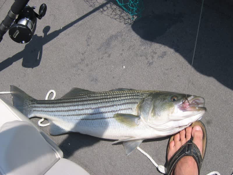 British Angler Catches Unknown Fish, Revealed to Be American Striped Bass