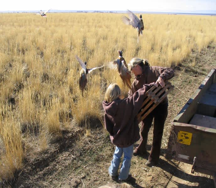 More Than 11,000 Pheasants Will be Released in Utah for 2013 Hunting Season