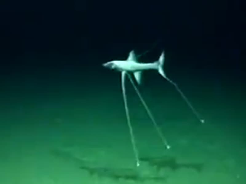 Video: Strange Tripod Fish Caught on Video