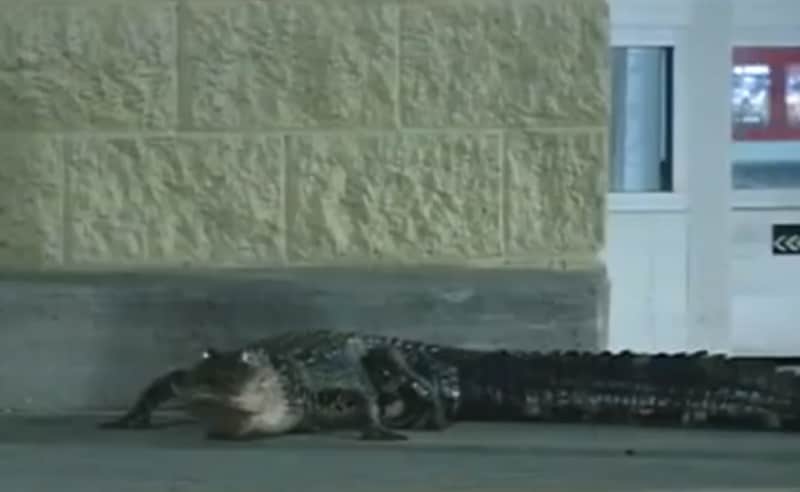 Lazy Alligator Blocks Shoppers from Florida Walmart