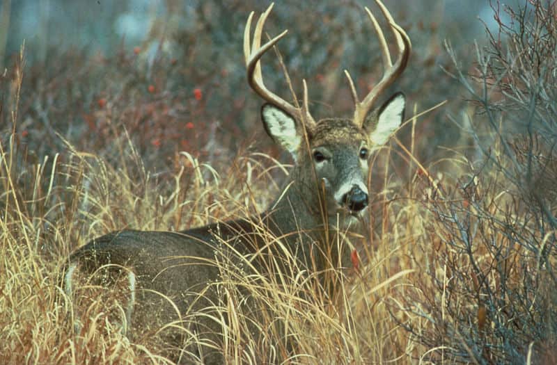Judge Throws Out Indiana Ban on Deer Hunting Preserves