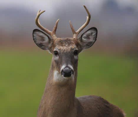Verdict: Walmart Deer Poacher Receives Probation