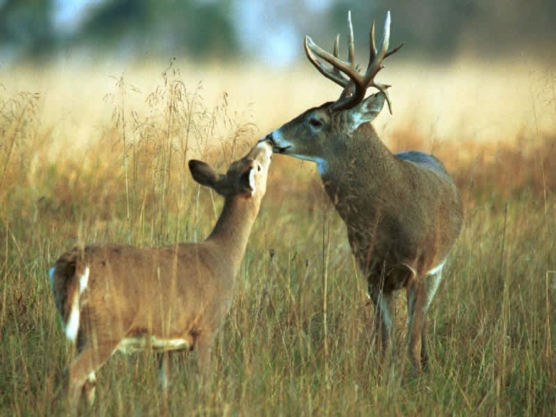 Lifelong Hunters Leave $350,000 to Pennsylvania Wildlife Agency