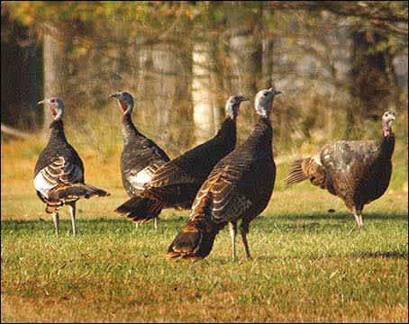 Maine Turkey Population Jump Leads to Extended Season, Higher Bag Limits