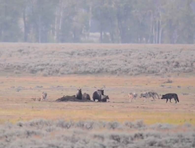 Video: Wolves and Grizzlies Face Off over Bison Carcass