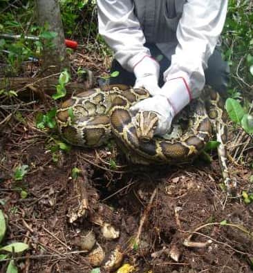 Florida’s Python Challenge Won’t Return for 2014, Hunting Opportunities Still Available